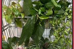 Houseplant cuttings box with ivy, peperomia, creeping fig, nerve plant, pothos. Unrooted plant cuttings for propagation. Subscription box.