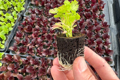 Herb Bundle: 12 Ready-to-Plant Seedlings, Starts, Plugs, Garden Ready, Live Plants, Transplants, Pre-sprouted, for Soil & Hydroponic gardens