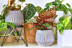 THE PLANT CLUB 2026 by My Garden Box