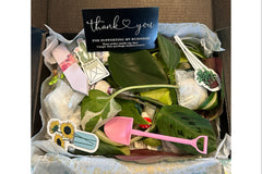 House Plant Cuttings Variety Box (Subscription)