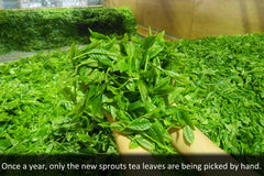 Premium Japanese Green Tea Subscription - the Sencha Lover Premium Japanese Loose Leaf Green Tea Set