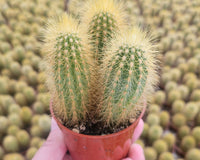 We have many different types of Cacti available, including this bright yellow one!