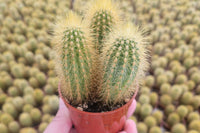 We have many different types of Cacti available, including this bright yellow one!