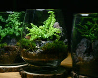 A dramatic photo of 3 finished terrariums. There are different types of ferns and one variety of spikemoss in them. Moss and rocks aswell.