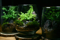 A dramatic photo of 3 finished terrariums. There are different types of ferns and one variety of spikemoss in them. Moss and rocks aswell.