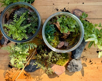 A picture of 2 finished terrariums. They are on a wood table and are surrounded by plants, rocks and a pair of terrarium tongs.