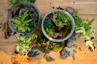 A picture of 2 finished terrariums. They are on a wood table and are surrounded by plants, rocks and a pair of terrarium tongs.