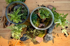 A picture of 2 finished terrariums. They are on a wood table and are surrounded by plants, rocks and a pair of terrarium tongs.