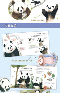 大熊猫“熊生”揭密《哇！大熊猫》