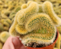 We have many different types of Cacti available, including this crested Cleistocactus one!