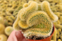 We have many different types of Cacti available, including this crested Cleistocactus one!