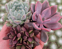 Monthly Mini Succulent Box