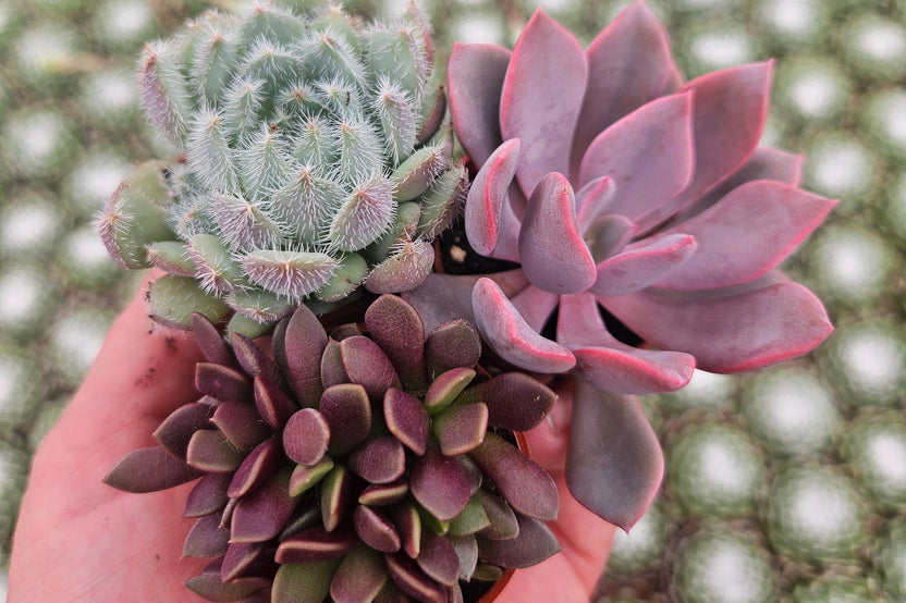 Monthly Mini Succulent Box