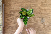Plant Pet Club