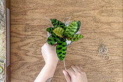 Plant Pet Club