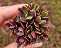 Monthly Mini Succulent Box