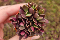 Monthly Mini Succulent Box