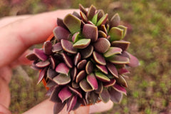 Monthly Mini Succulent Box