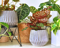 *NEW* PET FRIENDLY PLANT CLUB by My Garden Box