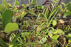 House Plant Cuttings Variety Box (Subscription)