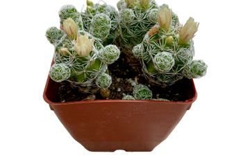 3.5" Mammillaria gracilis fragilis (Thimble Cactus)