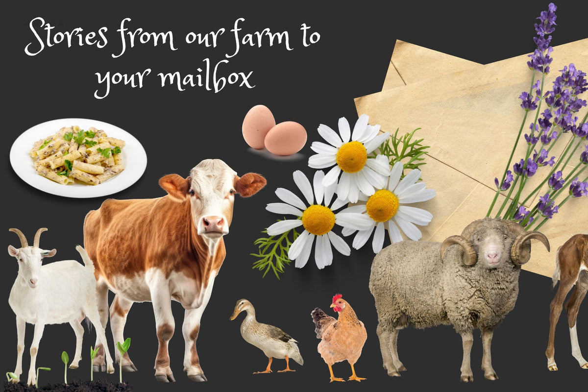 Letters From the Farm