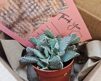 Monthly Premium Succulents