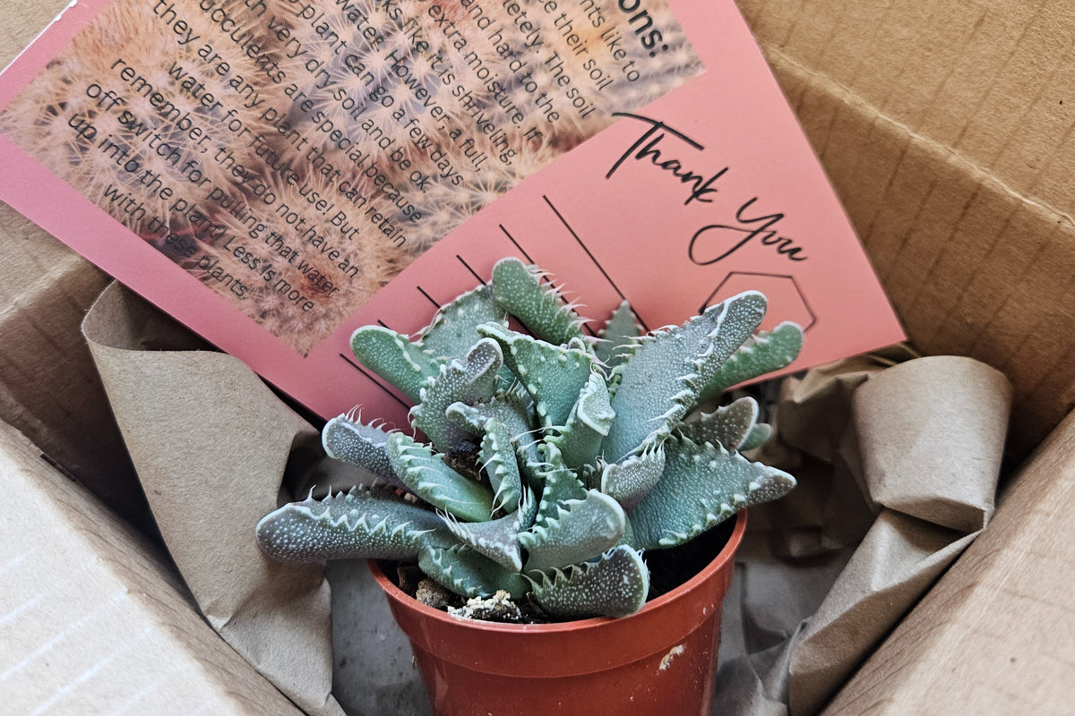 Monthly Premium Succulents