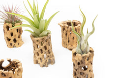 Plant Lovers - Fair Trade Box - One Time Ship Box