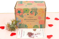 Air Plant Subscription Box Monthly, Unique Air Plant Gifts for Valentine's Day, Air Plant Decor Ideas, Live Plant Gifts for Any Occasion