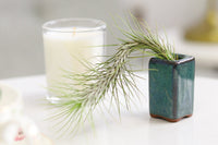 Airplants Gift Set for Employees, Air Plant Gift Box for Birthday Party Occasions, Unique Air Plants Decor Ideas, Best Plant for Office