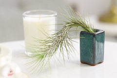 Airplants Gift Set for Employees, Air Plant Gift Box for Birthday Party Occasions, Unique Air Plants Decor Ideas, Best Plant for Office