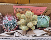 Monthly Cacti Box!