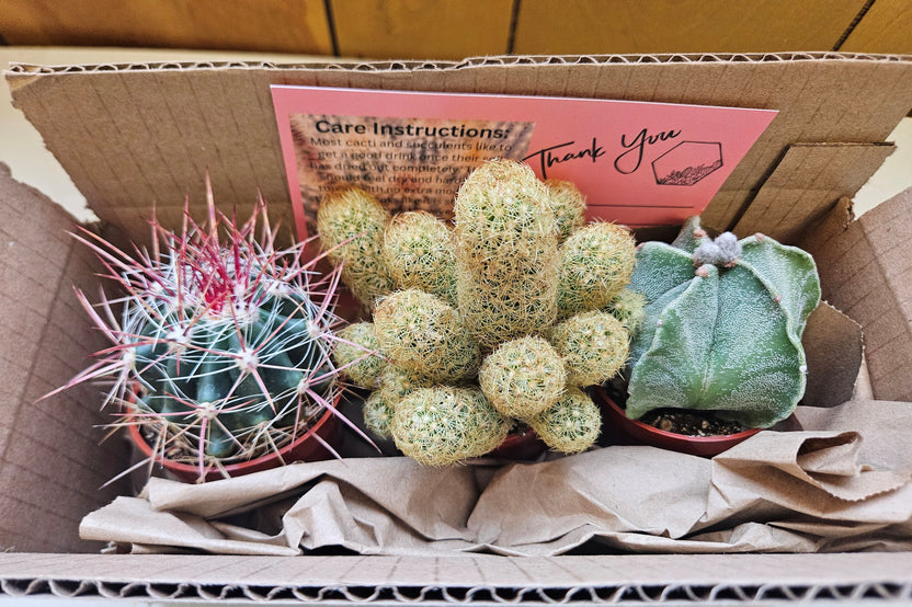 Monthly Cacti Box!