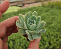 Monthly Mini Succulent Box