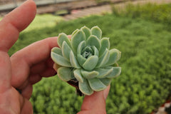 Monthly Mini Succulent Box