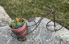 Succulent Bike