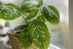 HOUSE PLANT BOX 2026 by My Garden Box