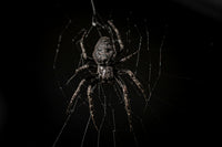 Very high quality and close up image of a big spider that is in its web. With black background and nothing more on it.
