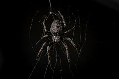 Very high quality and close up image of a big spider that is in its web. With black background and nothing more on it.