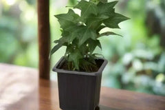 cratejoy house plant box House Plant Box