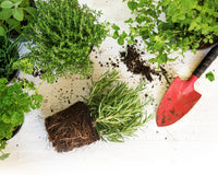 MY GARDEN BOX, The Original 'DIY' Project Box 2025 / 2026