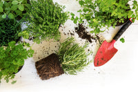 MY GARDEN BOX, 2026 The Original 'DIY' Project Box
