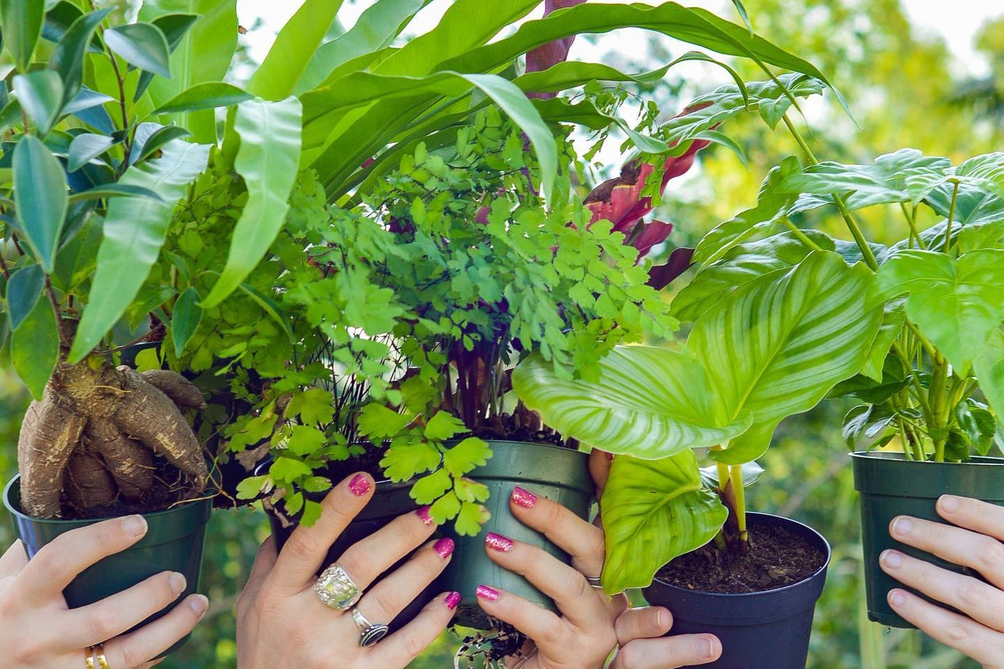 HOUSE PLANT BOX 2026 by My Garden Box