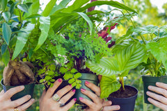 HOUSE PLANT BOX 2026 by My Garden Box