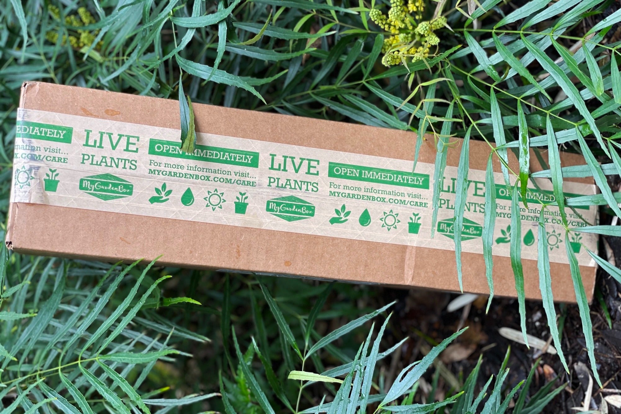 HOUSE PLANT BOX 2026 by My Garden Box - Cratejoy