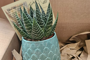 Monthly Deco Box with Cacti or Succulents