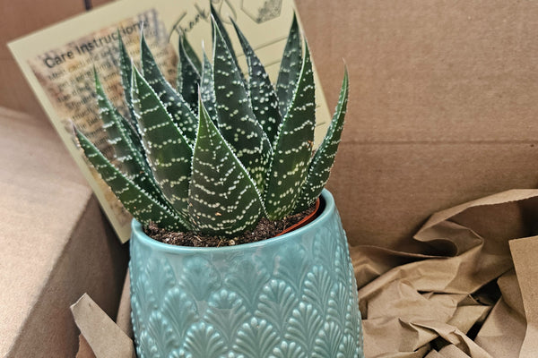 Monthly Deco Box with Cacti or Succulents