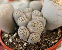 Monthly Premium Succulents