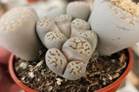 Monthly Premium Succulents